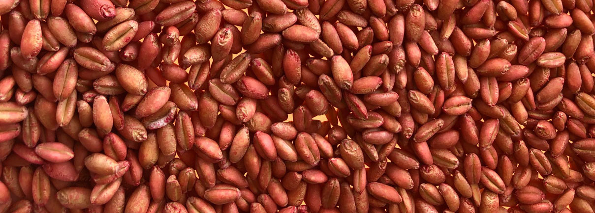 New Varieties Season 24-25